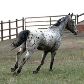 Give a gift that matters: a donation in your friend's name. Your gift will pay for one horse at the sanctuary to get his/her feet trimmed.