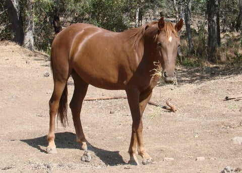 Give a gift that matters: a donation in your friend's name. You can help us by sponsoring a horse. Your donation covers the cost of food and minerals for one ye