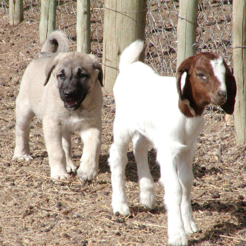 Give a gift that matters: a donation in your friend's name. Since 1994, CCF has placed over 260 livestock guarding dogs. The puppies bond with their herds and p