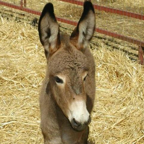 Give a gift that matters: a donation in your friend's name. The gift will provide hoof trimming for one donkey or horse in a developing country.