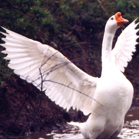 Give a gift that matters: a donation in your friend's name. Your gift will provide one month of care for a rescued goose.  By sponsoring a farm animal, you can 