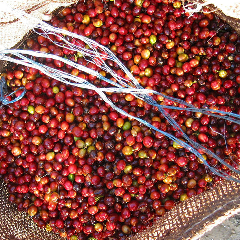 Give a gift that matters: a donation in your friend's name. Your gift will provide upfront financing to farmer cooperatives to grow organic, fair trade coffee a